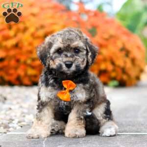 Milo, Bich-Poo Puppy